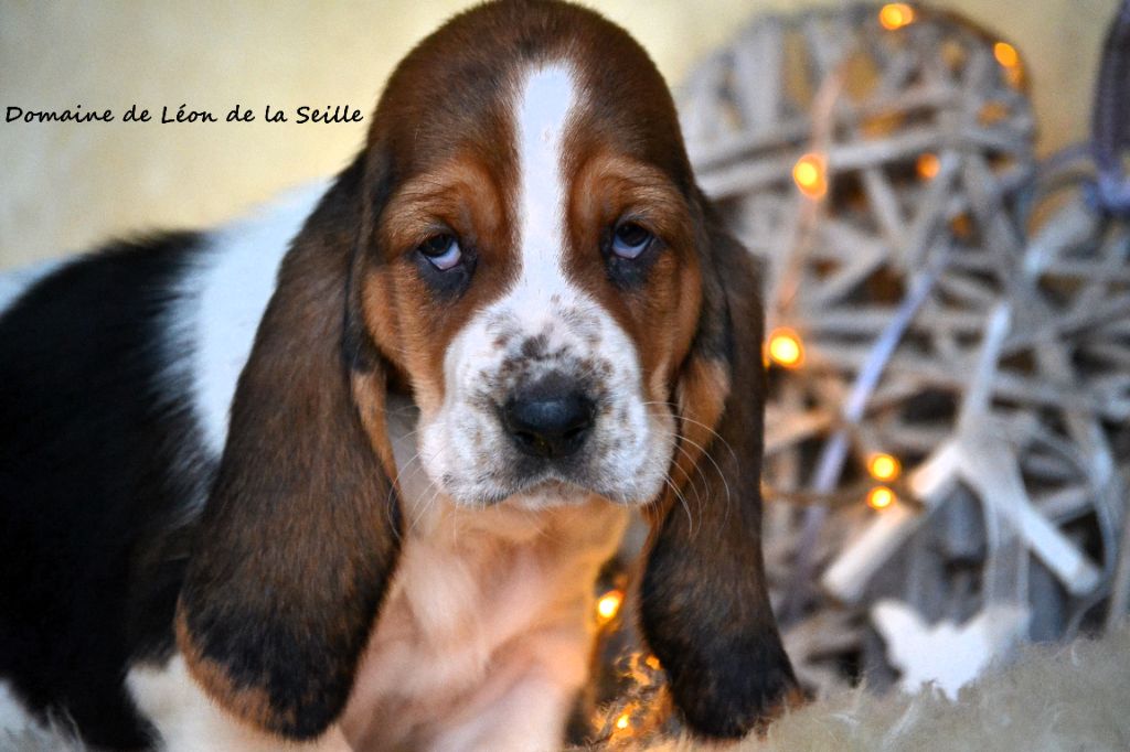 du Domaine De Léon De La Seille - CHIOTS DISPONIBLES À LA RÉSERVATION 