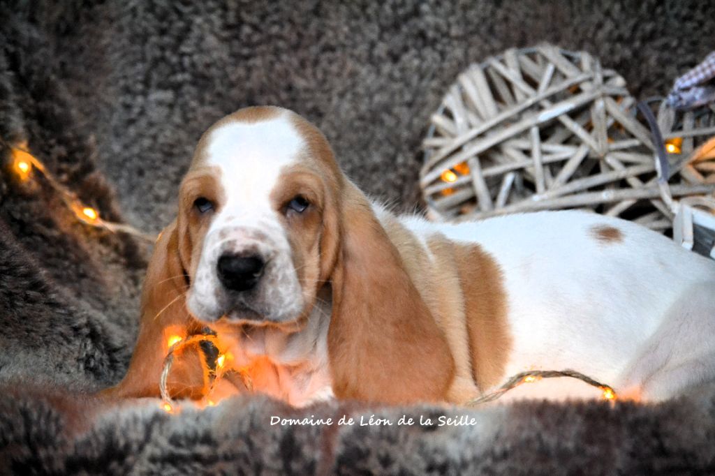 CHIOTS DISPONIBLES À LA RÉSERVATION 