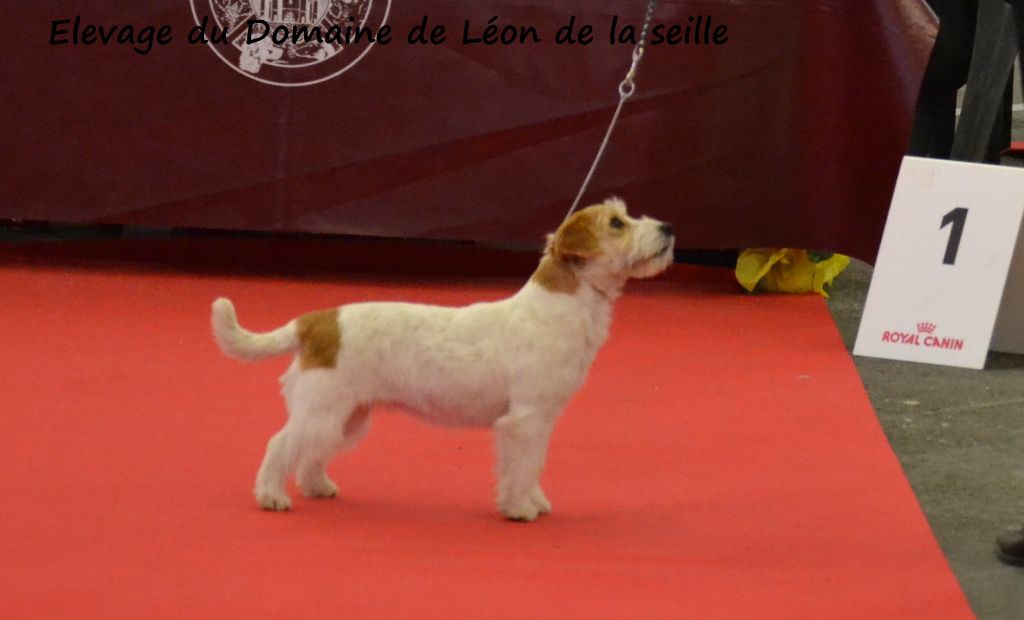 du Domaine De Léon De La Seille - Championne internationale au Domaine de Léon de la seille