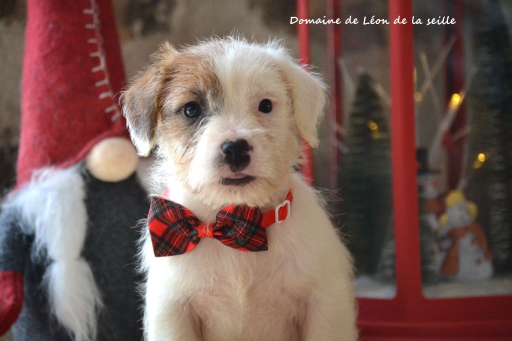 CHIOT DISPONIBLE 