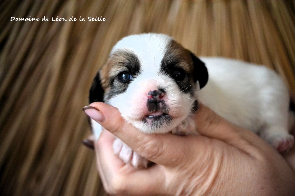 du Domaine De Léon De La Seille - CHIOTS DISPONIBLES À LA RÉSERVATION 