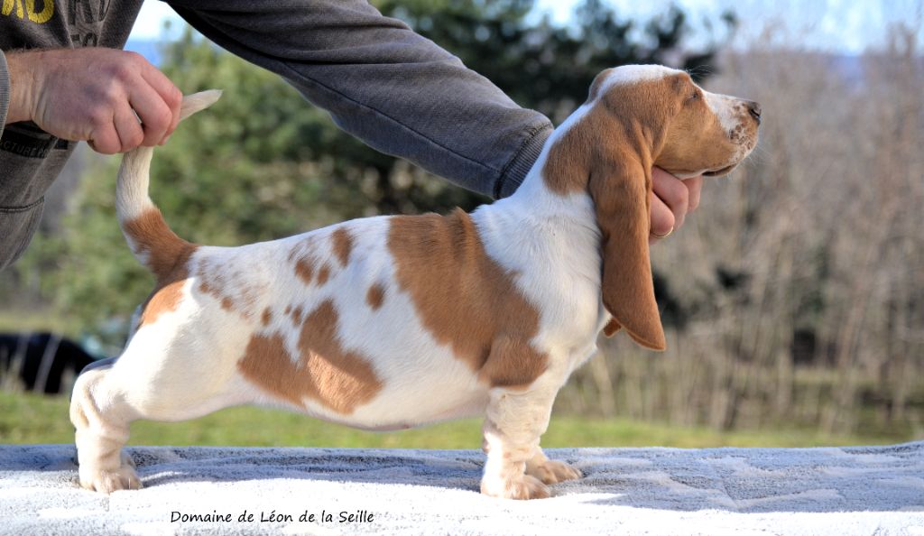 DISPONIBLES CHIOTS BASSETS HOUND SELECTION BEAUTE SANTE CARACTERE 