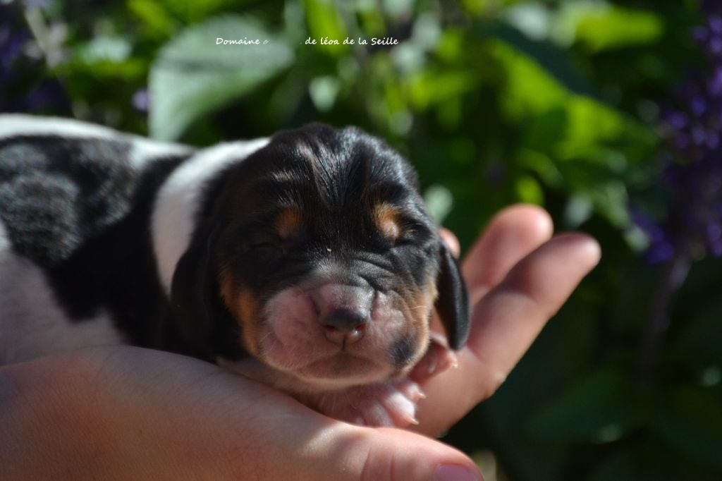 Chiot Basset Hound du Domaine De Léon De La Seille