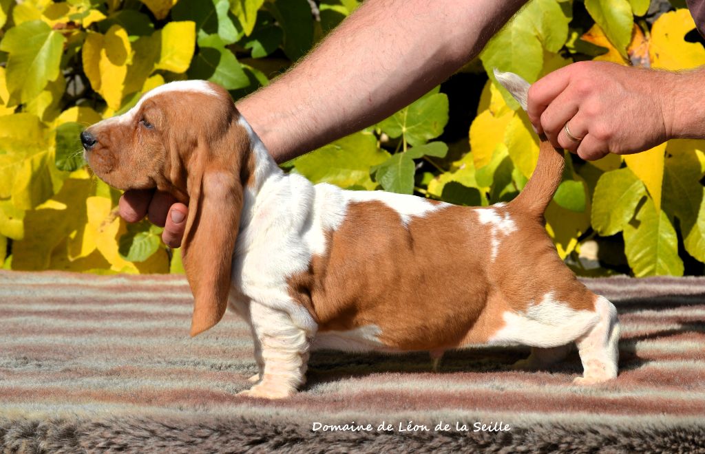 du Domaine De Léon De La Seille - Chiots disponibles - Basset Hound