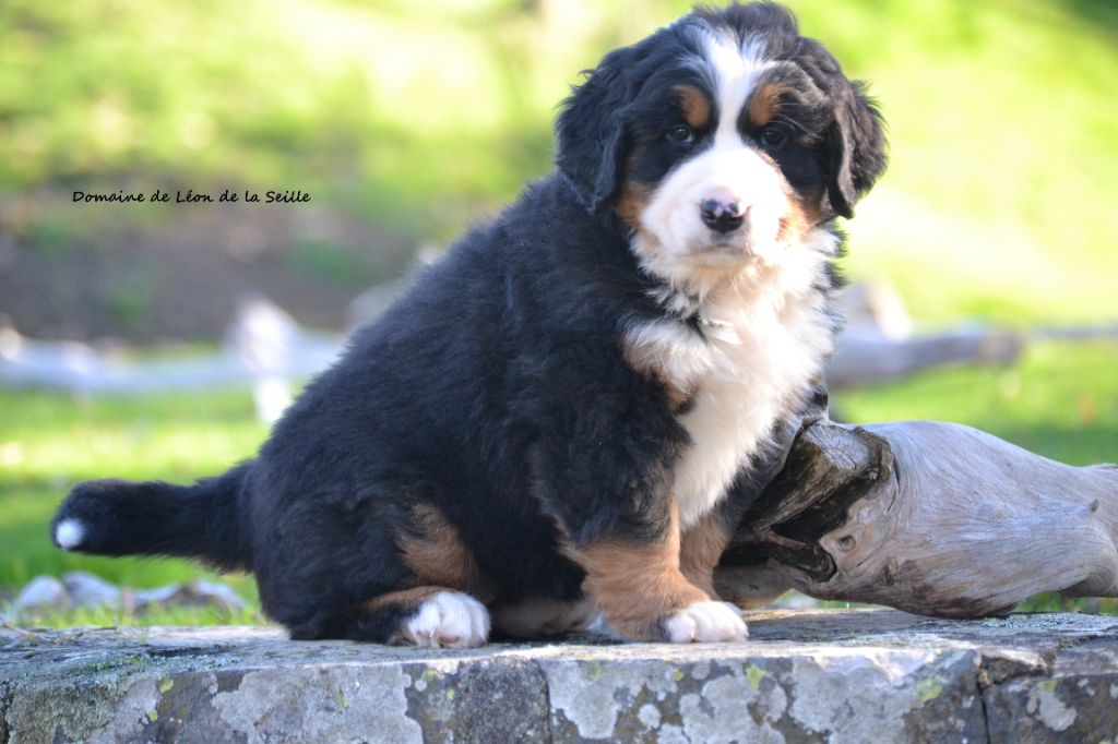 du Domaine De Léon De La Seille - Chiots disponibles - Bouvier Bernois