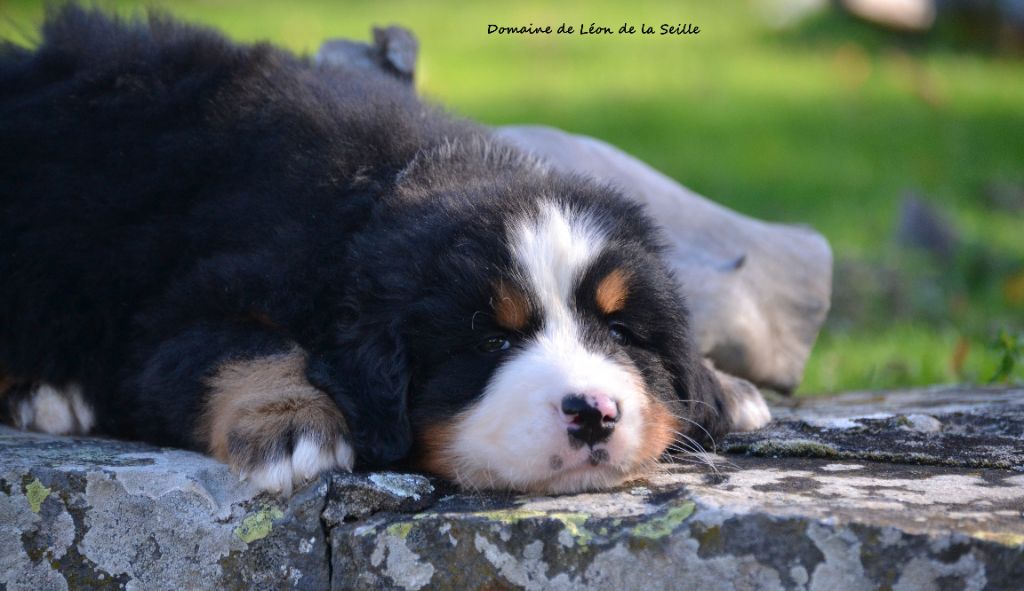 du Domaine De Léon De La Seille - Chiots disponibles - Bouvier Bernois