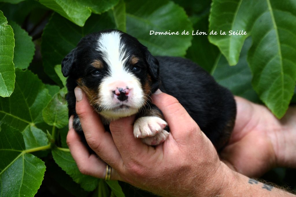 du Domaine De Léon De La Seille - Chiots disponibles - Bouvier Bernois