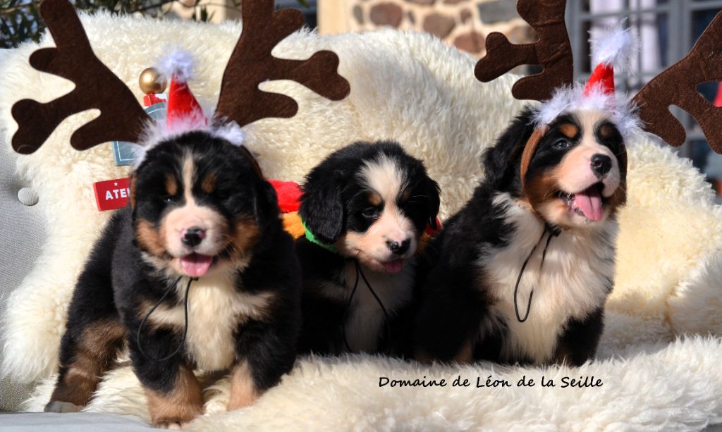 Chiot Bouvier Bernois du Domaine De Léon De La Seille