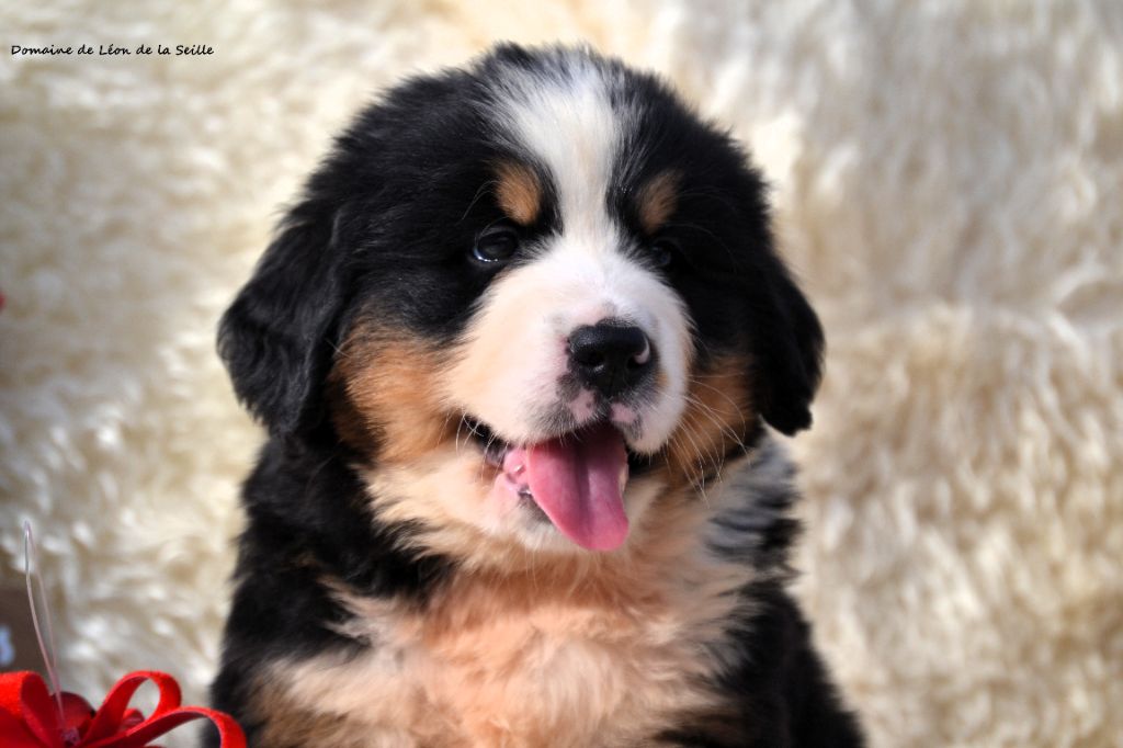 du Domaine De Léon De La Seille - Chiots disponibles - Bouvier Bernois