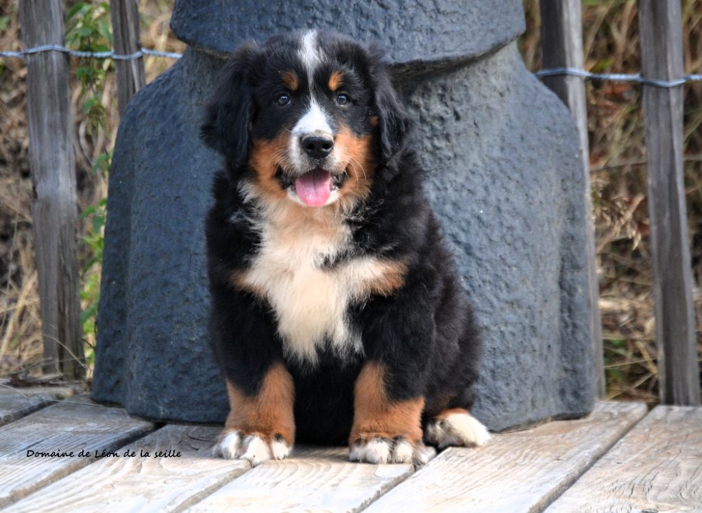 du Domaine De Léon De La Seille - Chiots disponibles - Bouvier Bernois