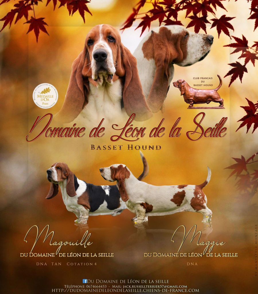 Chiot Basset Hound du Domaine De Léon De La Seille