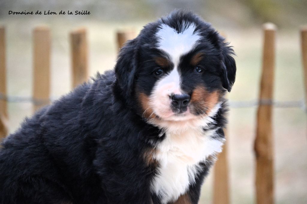 du Domaine De Léon De La Seille - Chiots disponibles - Bouvier Bernois