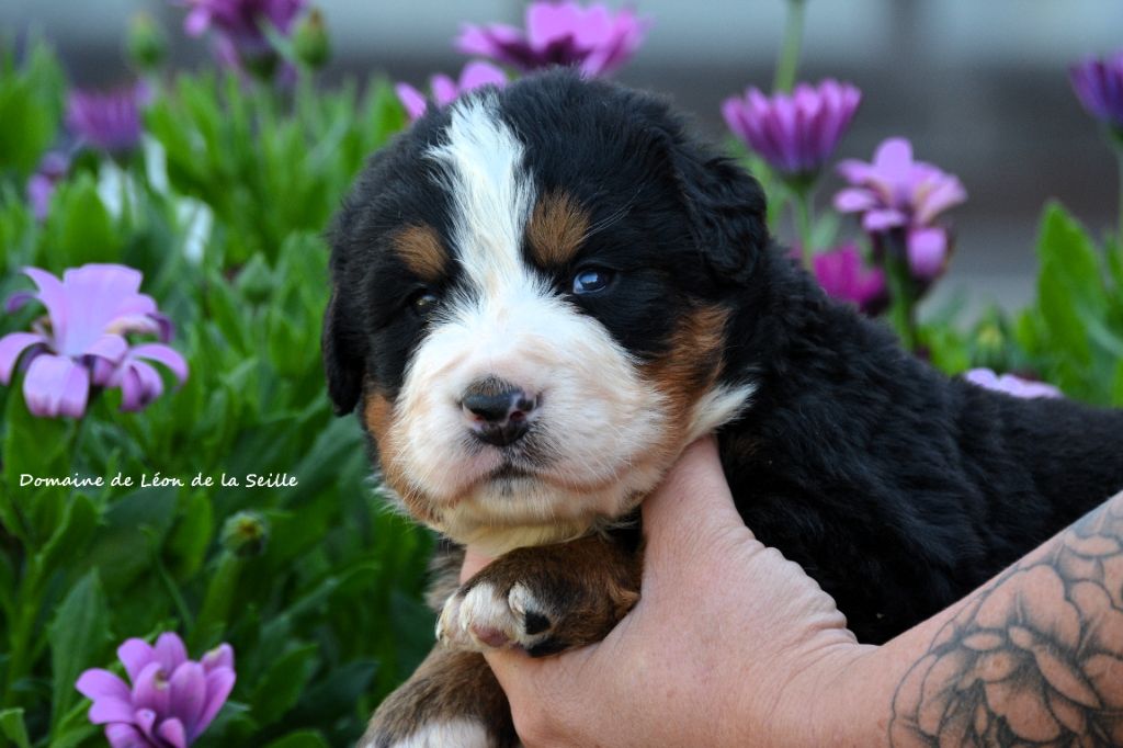 du Domaine De Léon De La Seille - Bouvier Bernois - Portée née le 23/09/2025