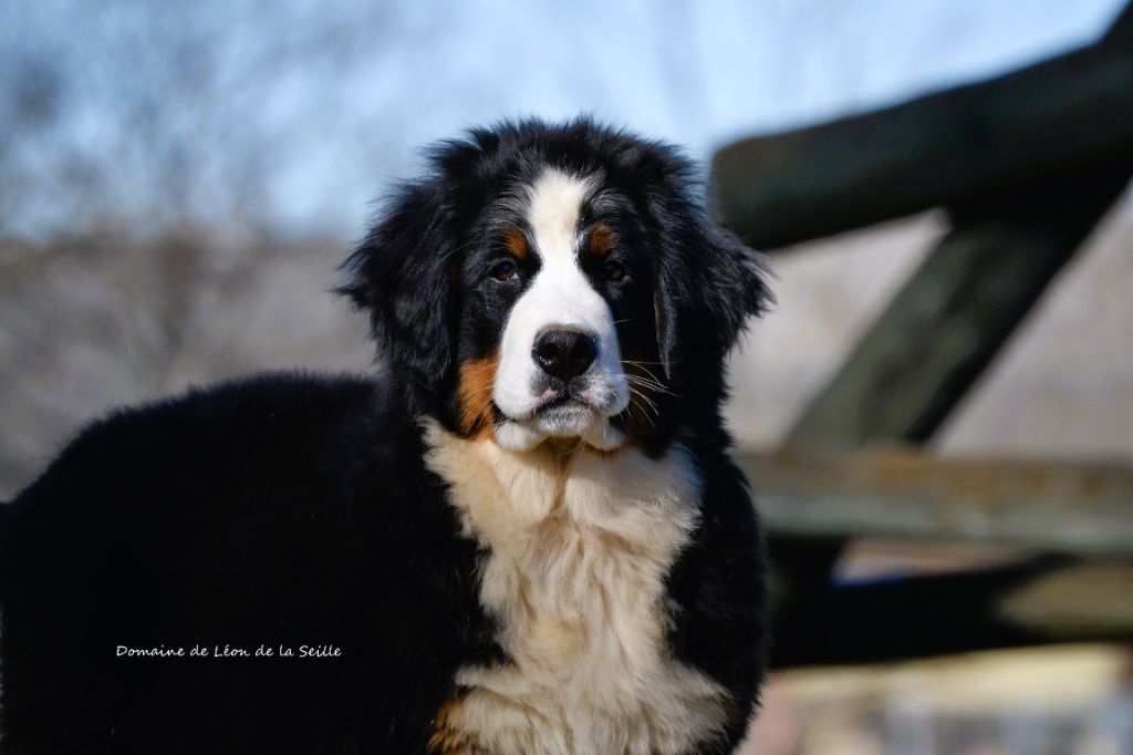 du Domaine De Léon De La Seille - Chiots disponibles - Bouvier Bernois