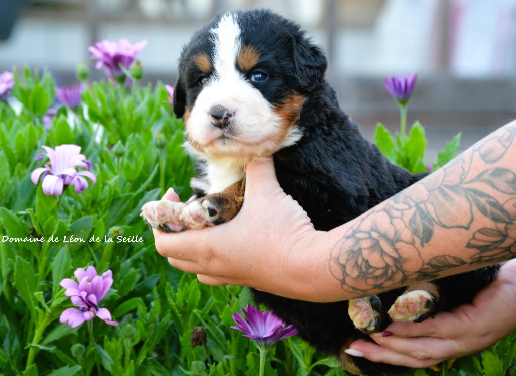 du Domaine De Léon De La Seille - Chiots disponibles - Bouvier Bernois