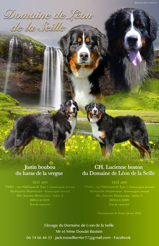 Chiot Bouvier Bernois du Domaine De Léon De La Seille