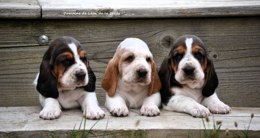 du Domaine De Léon De La Seille - Basset Hound - Portée née le 19/07/2025