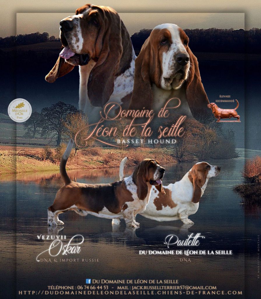 Chiot Basset Hound du Domaine De Léon De La Seille