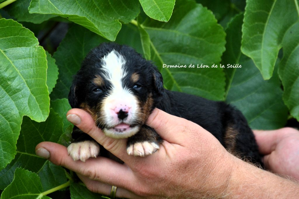 du Domaine De Léon De La Seille - Chiots disponibles - Bouvier Bernois