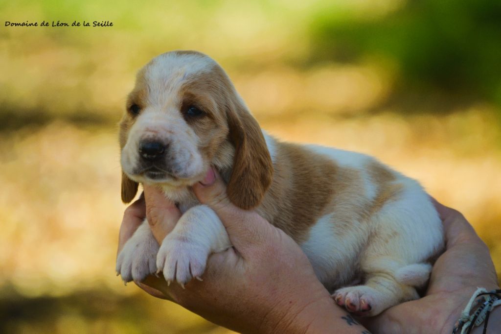 du Domaine De Léon De La Seille - Chiots disponibles - Basset Hound