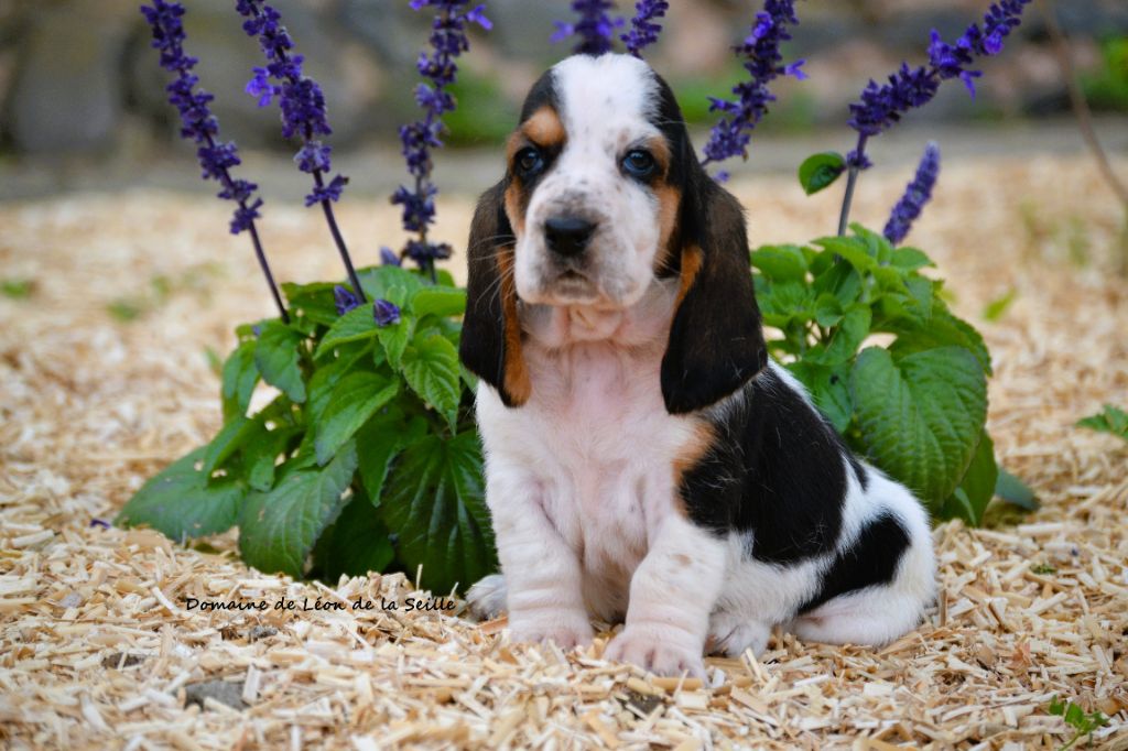 du Domaine De Léon De La Seille - Chiots disponibles - Basset Hound