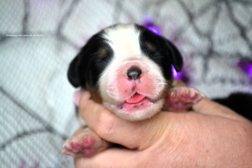 du Domaine De Léon De La Seille - Chiots disponibles - Bouvier Bernois