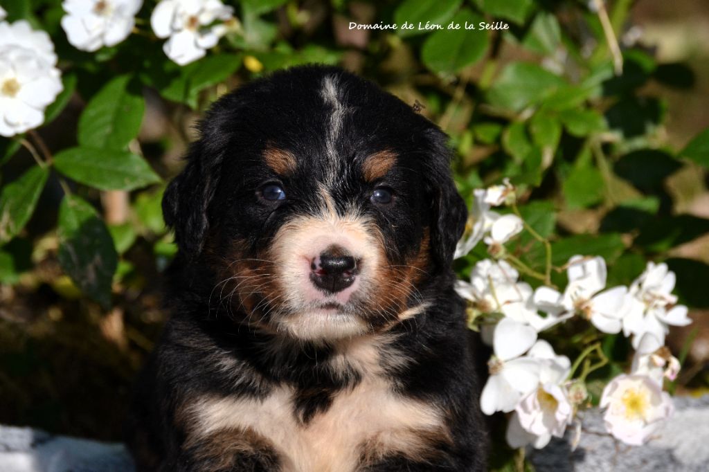 du Domaine De Léon De La Seille - Chiots disponibles - Bouvier Bernois
