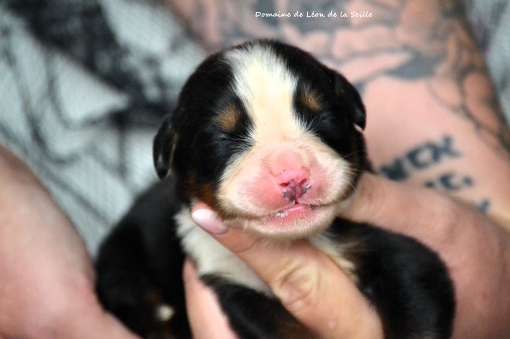 du Domaine De Léon De La Seille - Bouvier Bernois - Portée née le 22/10/2025