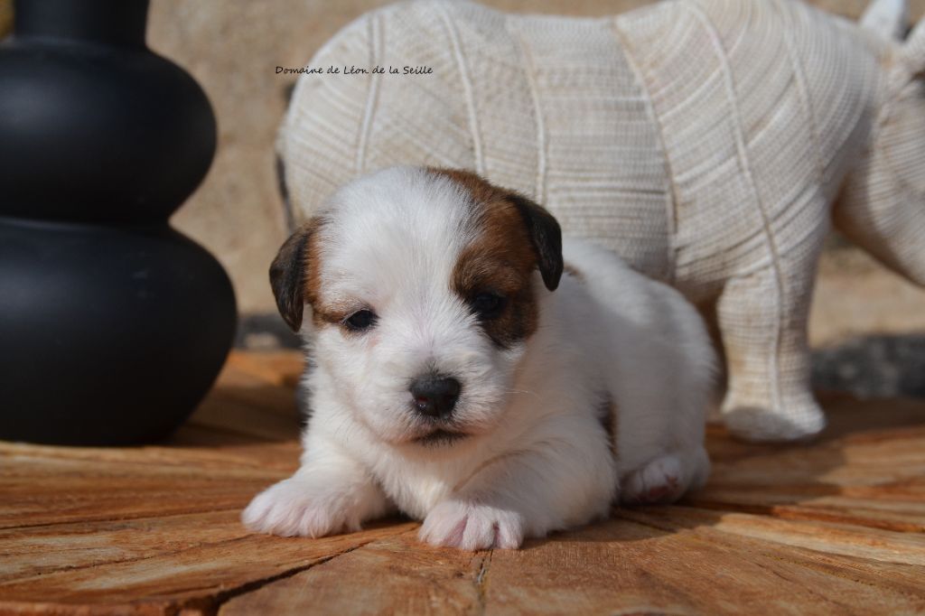 du Domaine De Léon De La Seille - Jack Russell Terrier - Portée née le 01/03/2025