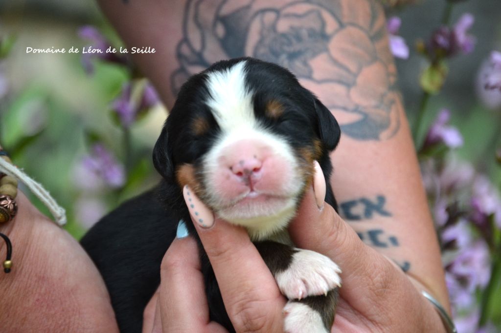 du Domaine De Léon De La Seille - Chiots disponibles - Bouvier Bernois