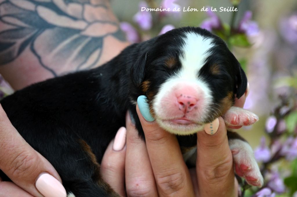 du Domaine De Léon De La Seille - Chiots disponibles - Bouvier Bernois