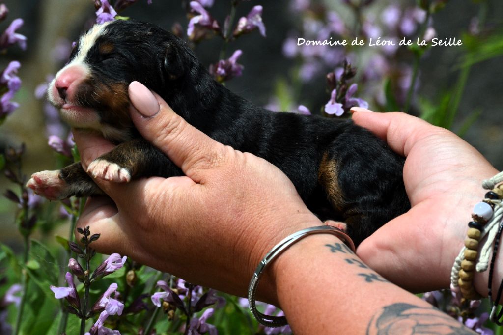du Domaine De Léon De La Seille - Chiots disponibles - Bouvier Bernois