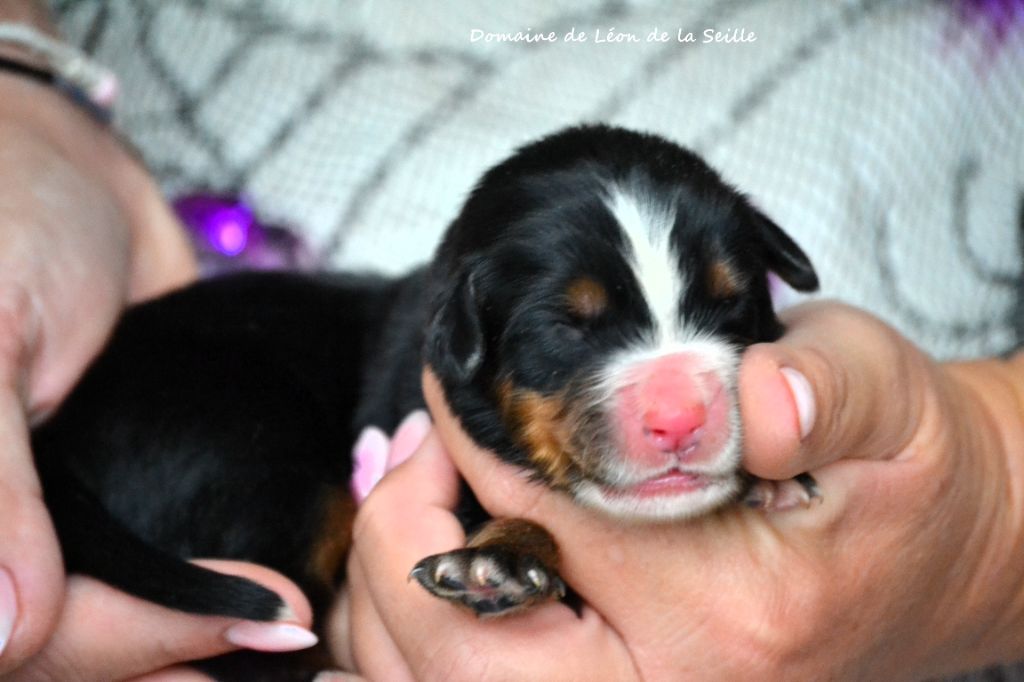 du Domaine De Léon De La Seille - Chiots disponibles - Bouvier Bernois