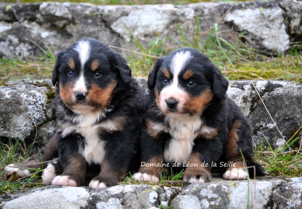 Chiot Bouvier Bernois du Domaine De Léon De La Seille