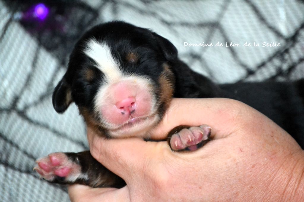 du Domaine De Léon De La Seille - Chiots disponibles - Bouvier Bernois