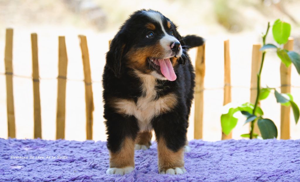du Domaine De Léon De La Seille - Chiots disponibles - Bouvier Bernois