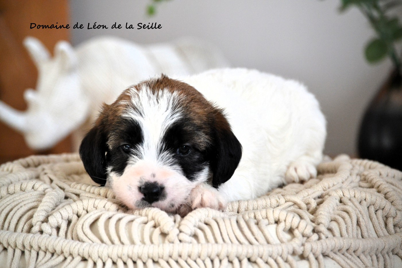 Chiot Jack Russell Terrier du Domaine De Léon De La Seille