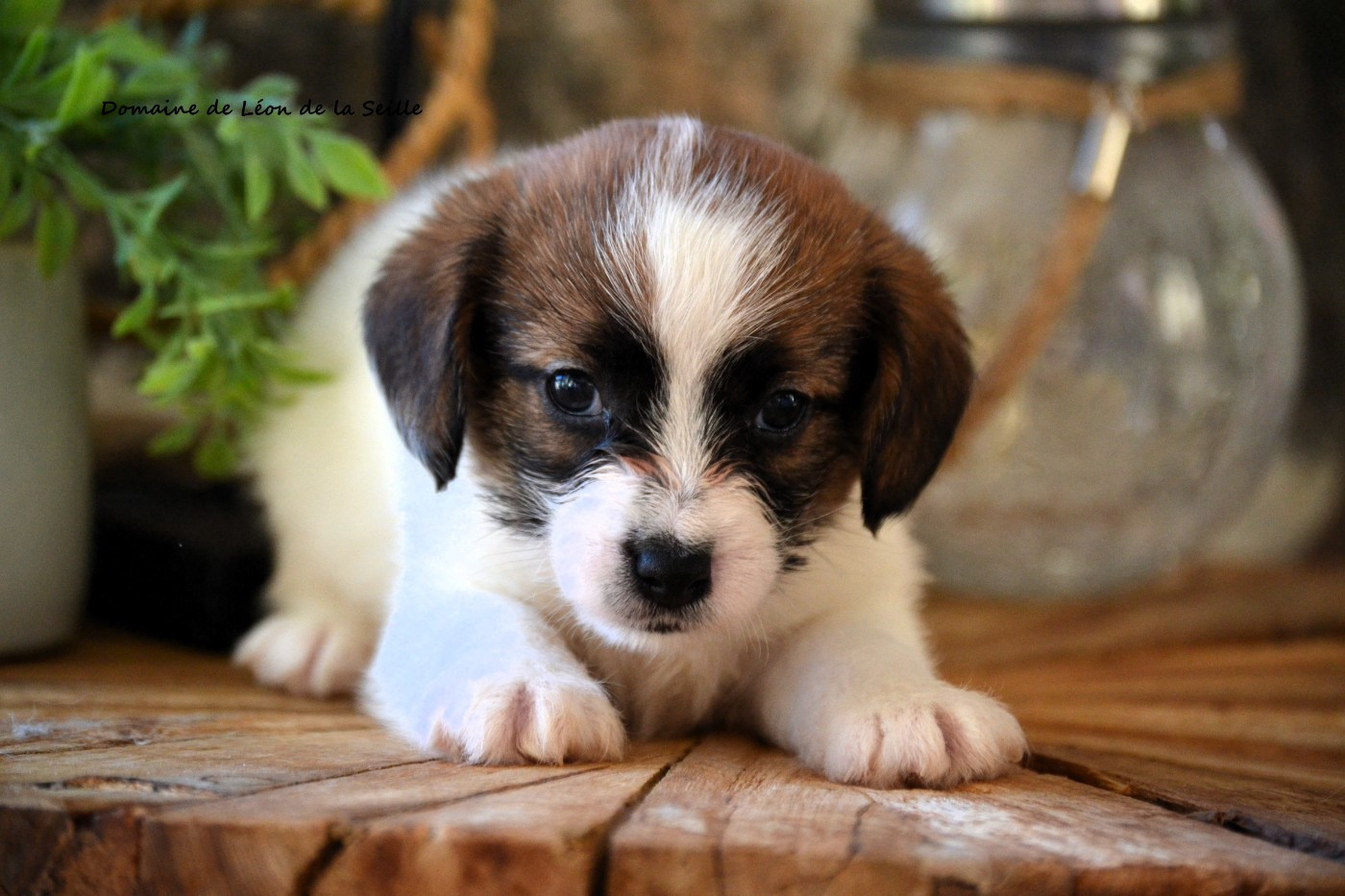 du Domaine De Léon De La Seille - Chiots disponibles - Jack Russell Terrier