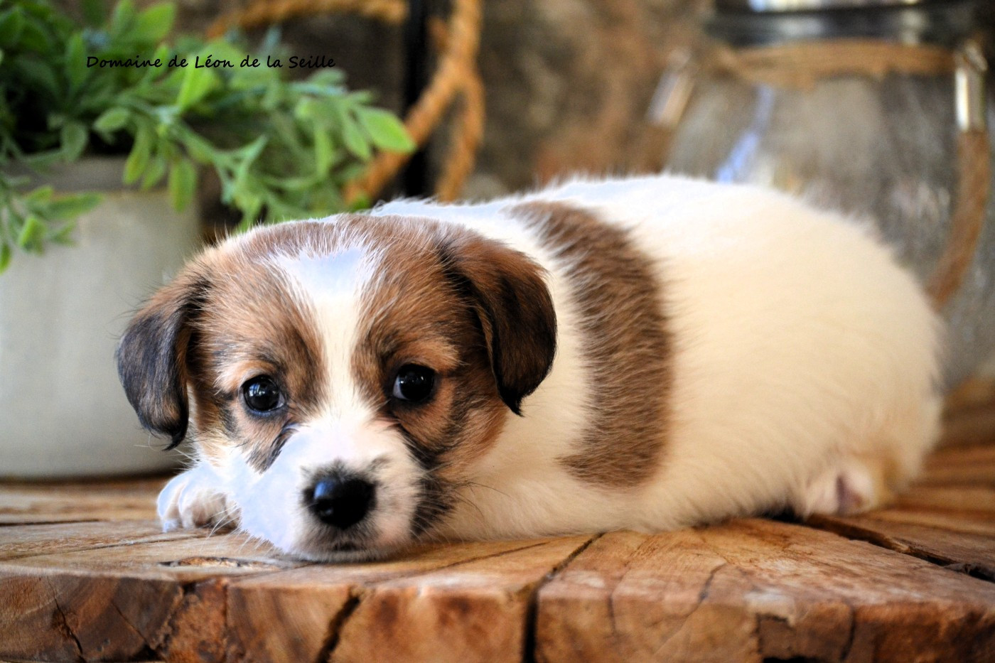 du Domaine De Léon De La Seille - Chiots disponibles - Jack Russell Terrier