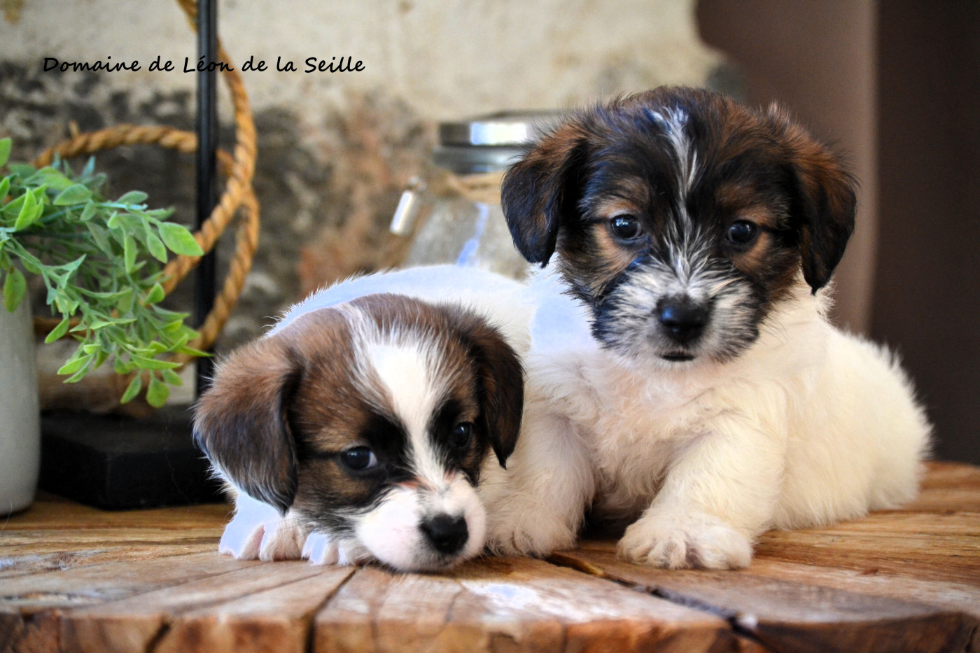 Chiot Jack Russell Terrier du Domaine De Léon De La Seille