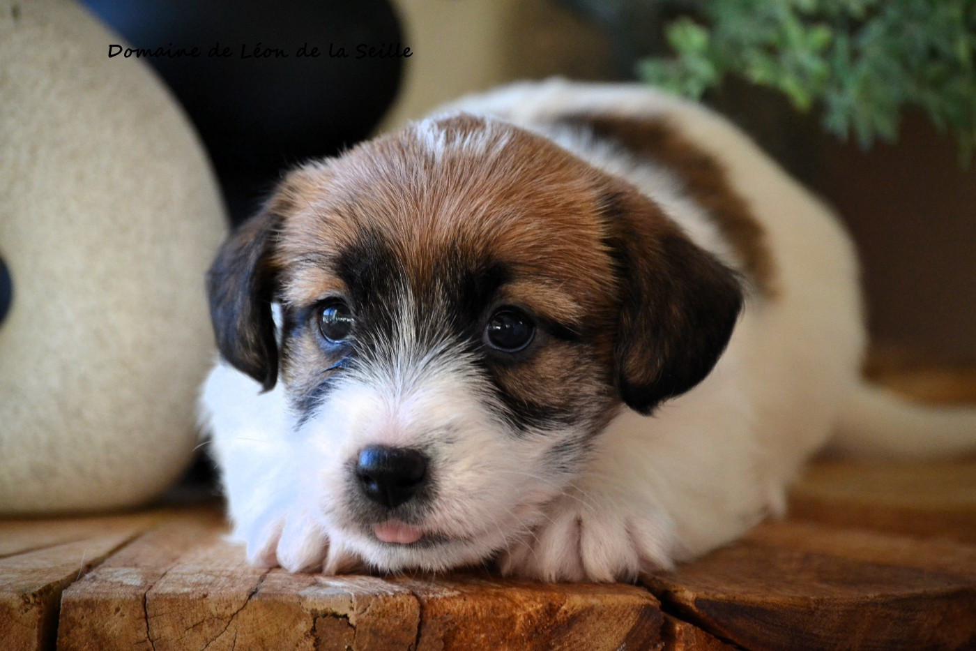 du Domaine De Léon De La Seille - Chiots disponibles - Jack Russell Terrier