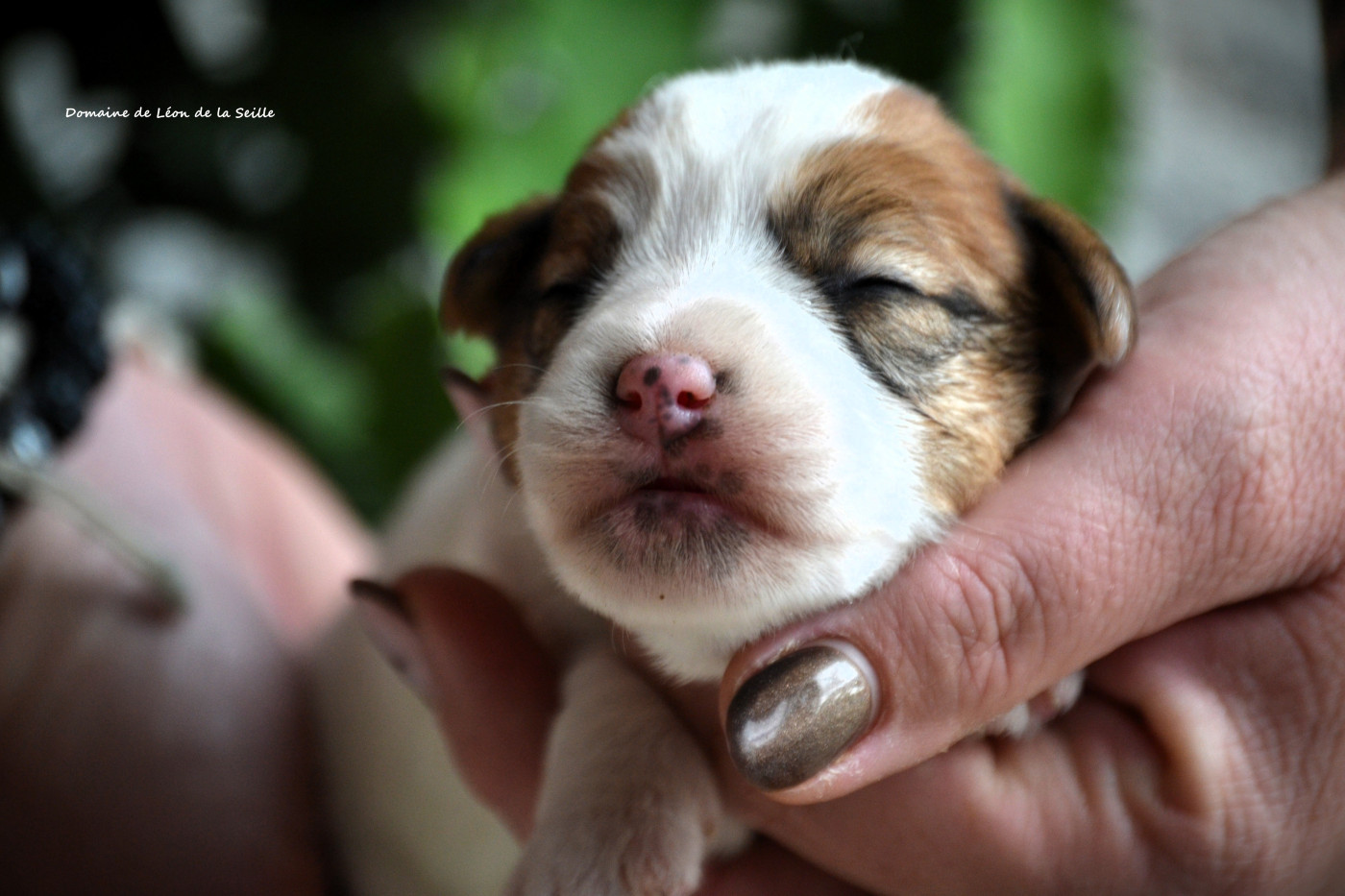 du Domaine De Léon De La Seille - Chiots disponibles - Jack Russell Terrier