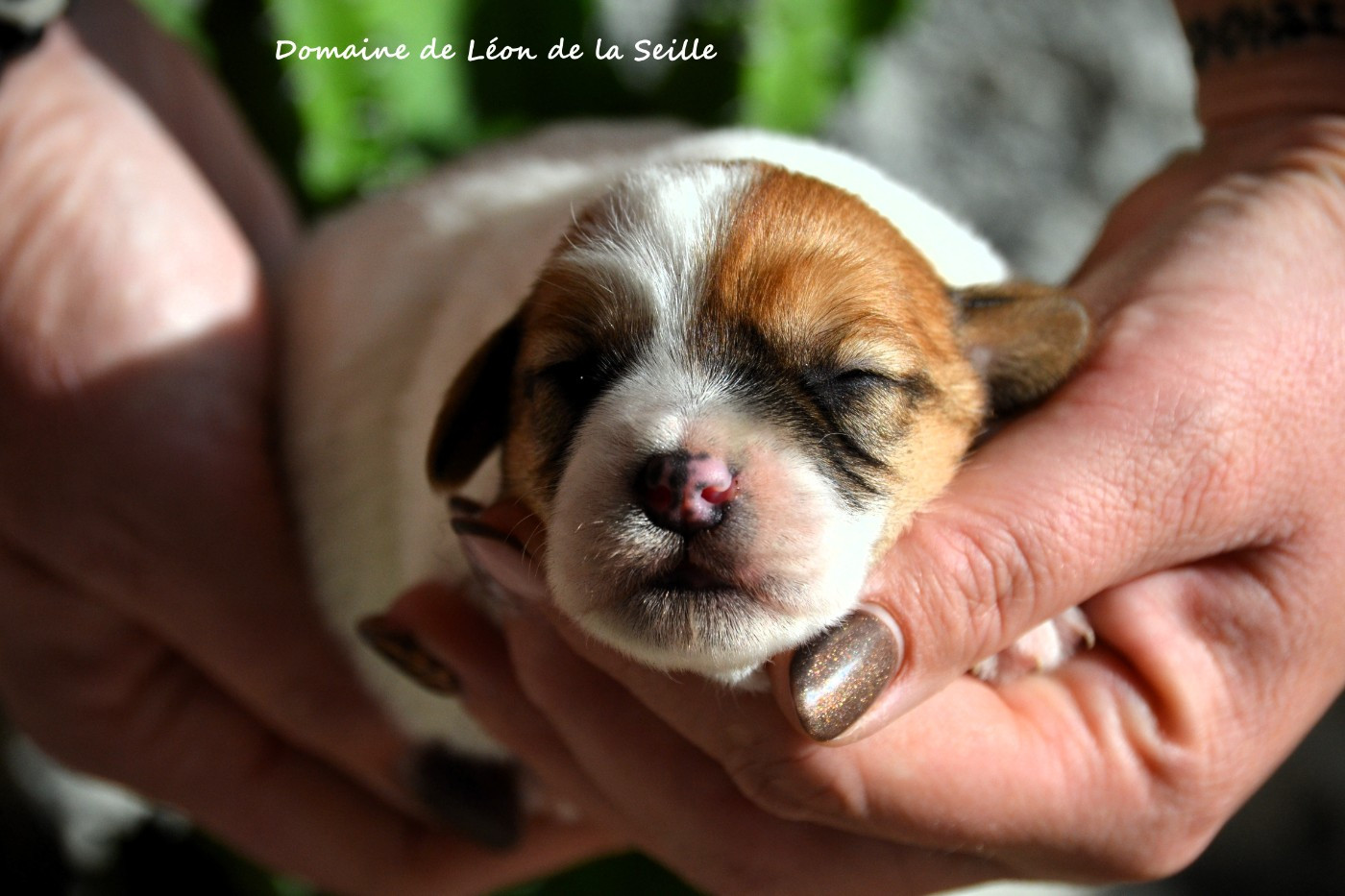 du Domaine De Léon De La Seille - Chiots disponibles - Jack Russell Terrier