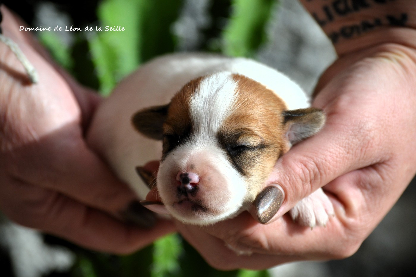 du Domaine De Léon De La Seille - Chiots disponibles - Jack Russell Terrier