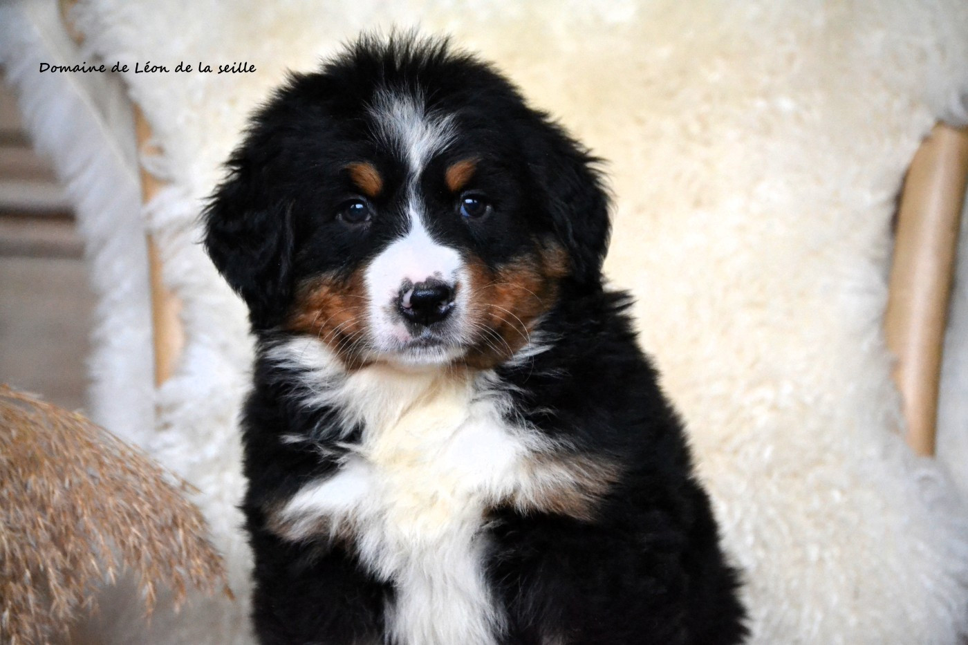 du Domaine De Léon De La Seille - Chiots disponibles - Bouvier Bernois