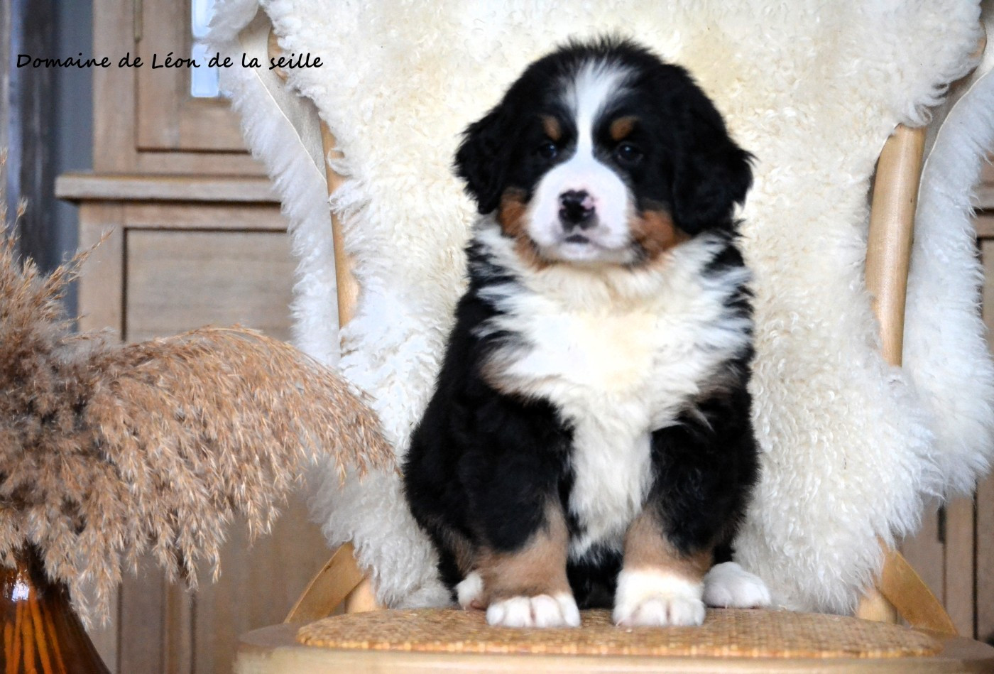 du Domaine De Léon De La Seille - Bouvier Bernois - Portée née le 13/12/2025