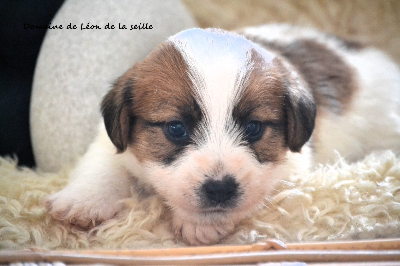 du Domaine De Léon De La Seille - Chiots disponibles - Jack Russell Terrier