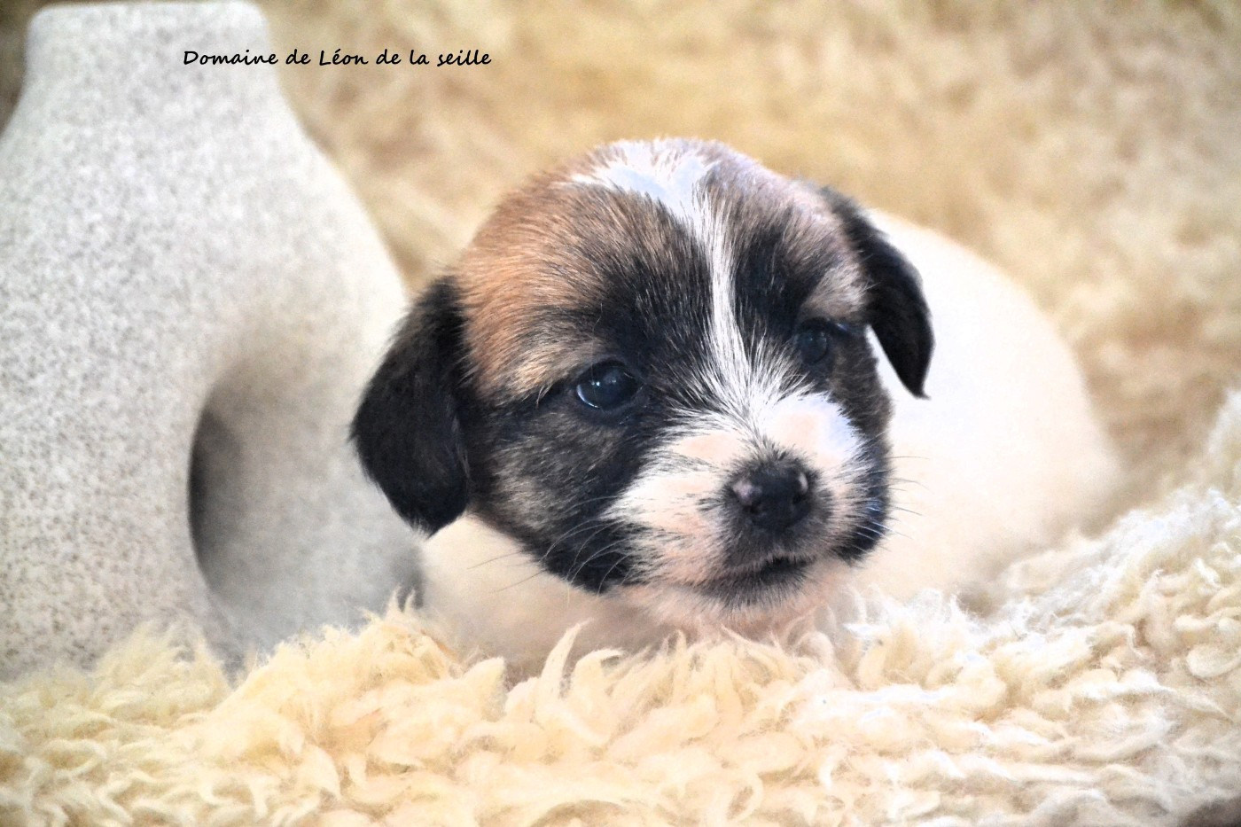 du Domaine De Léon De La Seille - Chiots disponibles - Jack Russell Terrier