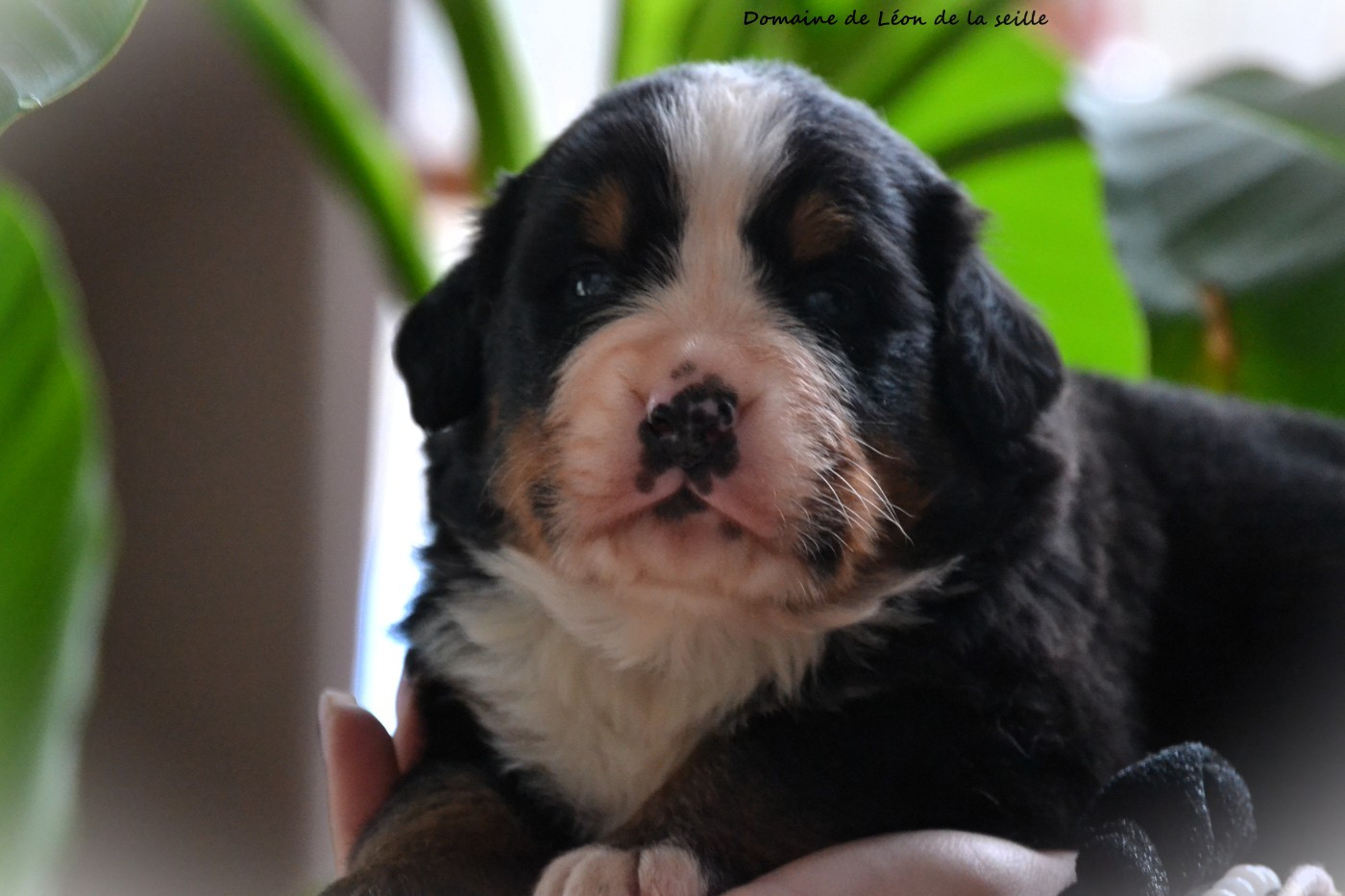 du Domaine De Léon De La Seille - Bouvier Bernois - Portée née le 14/12/2025
