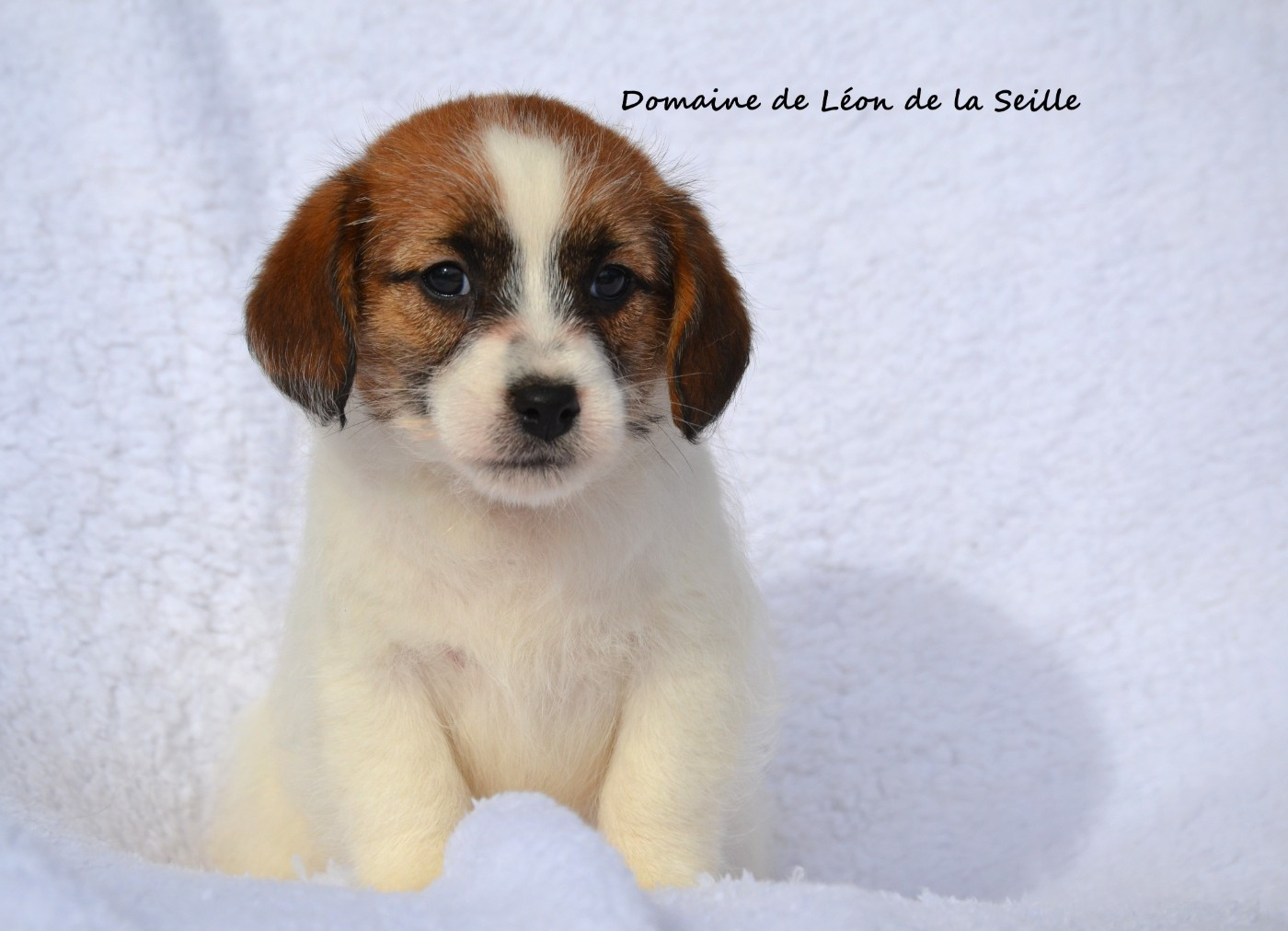 du Domaine De Léon De La Seille - Jack Russell Terrier - Portée née le 13/12/2025